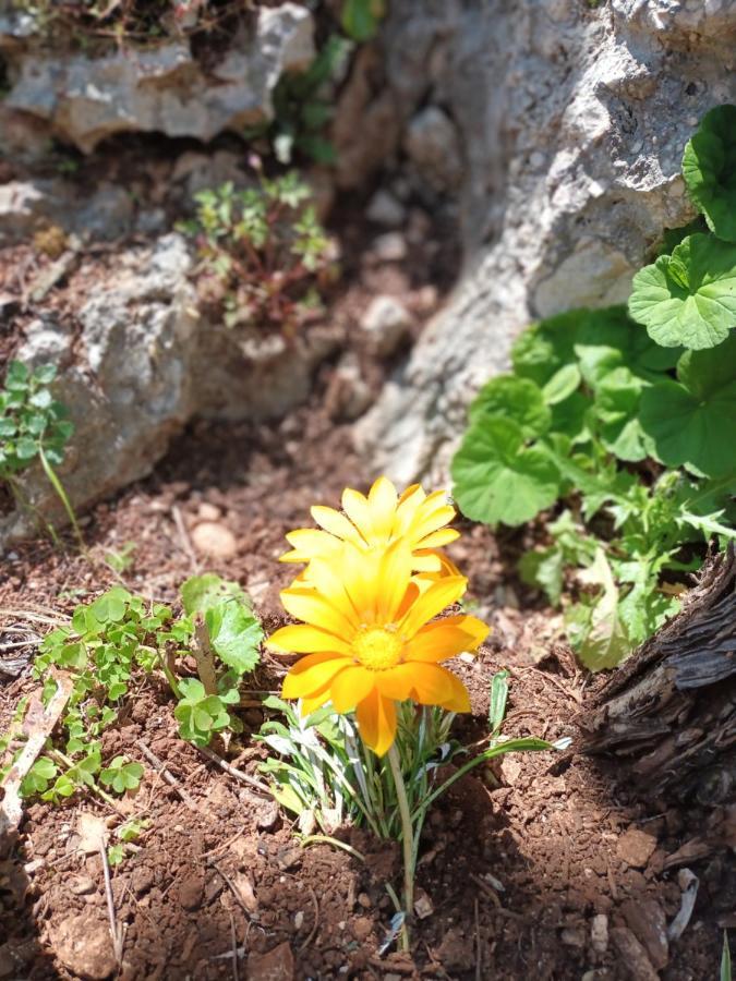 Aphrodite'S Maisonette On Corfu Island Barbati Ngoại thất bức ảnh